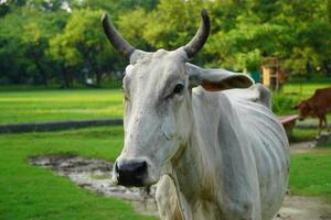 imagem de vaca indiana que está com fome foto