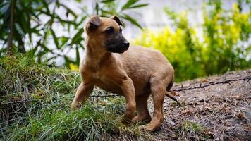 um cachorro assistindo algo cachorro faminto foto