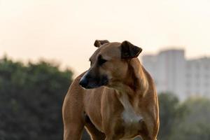 parque de cachorro sozinho tristemente assistindo a câmera foto