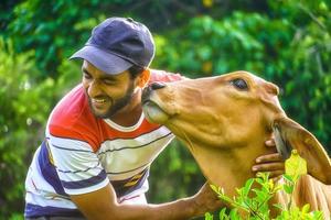 homem com linda vaca e homem brincando com vaca - imagem de cuidados com animais foto