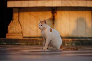 gato fofo sentado e olhando para a câmera, foto