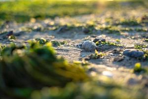 poça de algas verdes na praia tiro superior foto