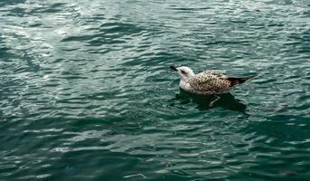 gaivota nadando no mar verde sozinha foto