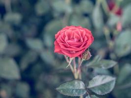 rosa vermelha, imagem de estilo vintage foto