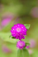 lindo close-up de amaranto rosa foto