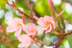 flores de frangipani rosa florescem lindamente. foto