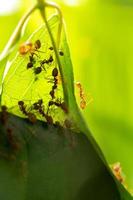colônia de formigas que estão ajudando a construir um ninho. formigas de perto. foto