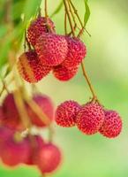 lichias na árvore, close-up de frutas de lichia, frutas frescas de lichia foto