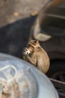 um macaco comendo milho em um prédio abandonado. foto