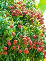 lichias na árvore, close-up de frutas de lichia, frutas frescas de lichia foto