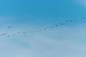 pássaros voando lindamente arranjados contra um fundo de céu azul. foto