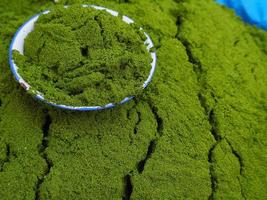 close-up de wolffia globosa ou alga de água doce foto