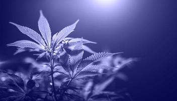 folha de cannabis verde close-up em fundo preto com raio de sol e brilho. cultivo de maconha medicinal. espaço de cópia foto