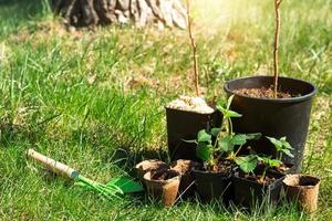 morango, framboesas, mudas de groselha em copos de turfa na grama, prontas para plantar no jardim. preparação para o plantio, cultivo de bagas naturais no canteiro do jardim. foto