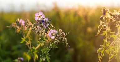 campo de flores violetas selvagens na grama ao sol. primavera, verão, ecologia, vida natural rural, autenticidade, núcleo de chalé. espaço de cópia foto