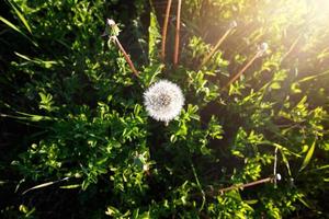 um dente de leão na grama é iluminado por um raio de sol. verão, primavera, ecologia, naturalidade, autenticidade, alegrias simples foto