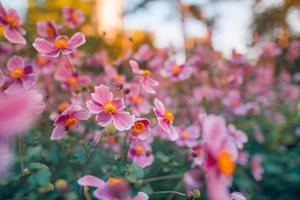 lindas flores cor de rosa de anêmonas ao ar livre em close-up de primavera de verão no fundo da floresta turva por do sol. delicada imagem sonhadora da beleza da natureza. paisagem floral florescendo foto