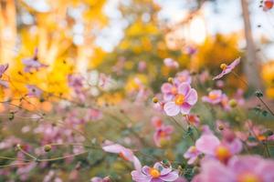 lindas flores cor de rosa de anêmonas ao ar livre em close-up de primavera de verão no fundo da floresta turva por do sol. delicada imagem sonhadora da beleza da natureza. paisagem floral florescendo foto