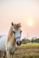 o cavalo branco em pé na fazenda durante o pôr do sol. foto