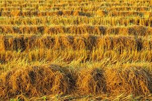 planta de arroz de cor dourada em campos de arroz após a colheita foto