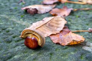 um conker e folhas em uma parede coberta de líquen foto