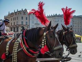 cracóvia, polônia, 2014. cavalos decorados em cracóvia