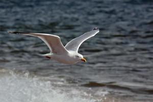 gaivota comum em voo foto