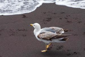 gaivota comum juvenil foto
