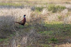 faisão comum atravessando um campo colhido em East Gristed foto