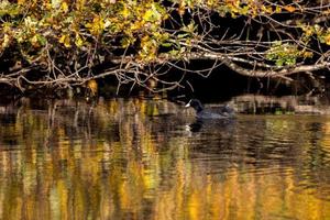 galeirão nadando em reflexos dourados no lago aleijado foto