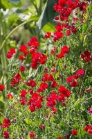 uma profusão de flores vermelhas de ervilha doce florescendo ao sol foto