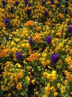 cama colorida de flores em granja leste foto