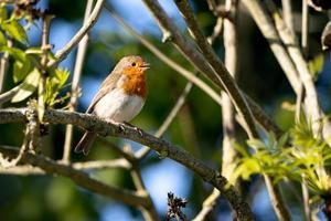 Robin cantando em uma árvore em uma manhã ensolarada de primavera foto