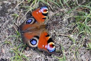 borboleta pavão descansando foto