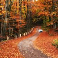 carro em um caminho na floresta foto