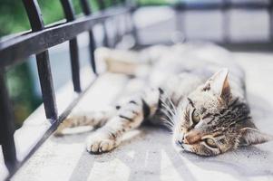 gato cinza deitado na varanda foto