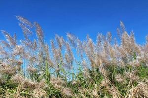 flores de grama com pano de fundo do céu azul. foto