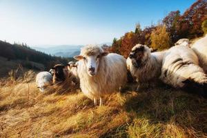 rebanho de ovelhas foto