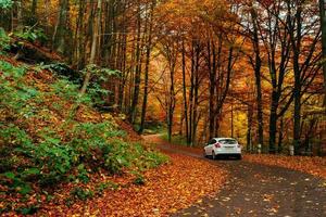 carro em um caminho na floresta foto