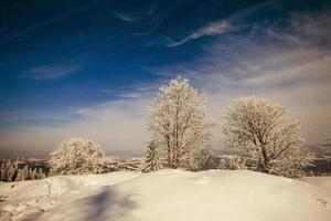 árvore coberta de neve de inverno mágico foto