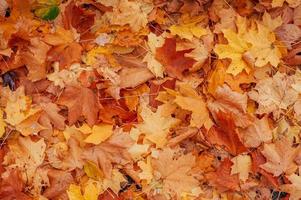 folhas de outono coloridas foto
