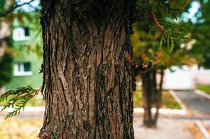 textura de casca de árvore foto