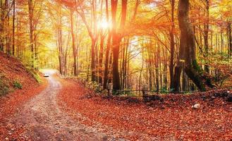 estrada da floresta no outono
