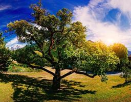 árvore velha em um dia de verão foto