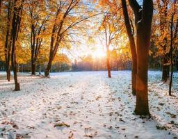 floresta de faias com a primeira neve do inverno foto