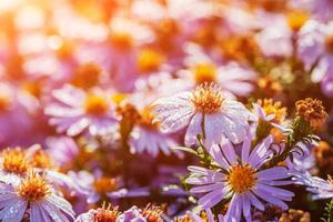 canteiro de flores de aster magenta sob a luz do sol foto