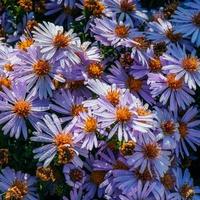 canteiro de flores de aster magenta sob a luz do sol foto