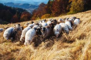 rebanho de ovelhas pastando