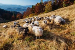 rebanho de ovelhas