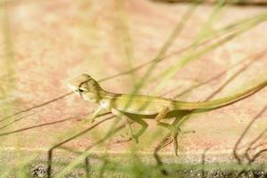 camaleões ou chamaeleons são um clado distinto e altamente especializado de lagartos do velho mundo. foto
